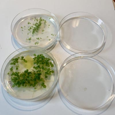 Bio at Home: Spores, Plants, and DNA